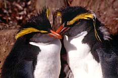 Rockhopper penguins on Amsterdam Island.