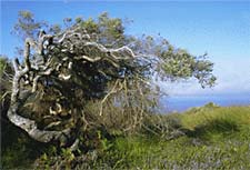 Phylica tree on Amsterdam Island.